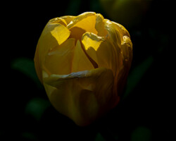 Catching the sun in a tulip